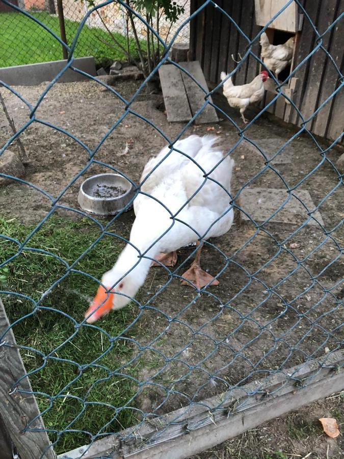 Ferienwohnung Gans Auguste Dohna Luaran gambar